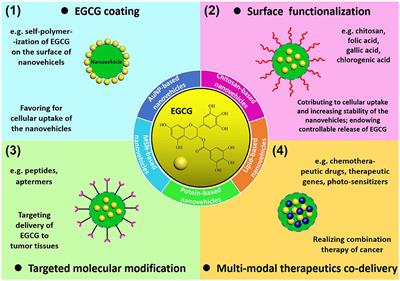 Advanced Nanovehicles-Enabled Delivery Systems of Epigallocatechin Gallate for Cancer Therapy